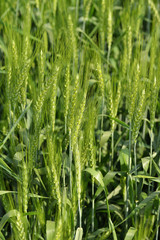 Close up of  Wheat Crop