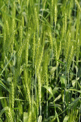 Fototapeta na wymiar Close up of Wheat Crop