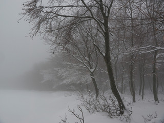 Snow and trees in fog