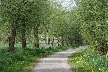 Kopfweiden