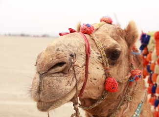 Camel in harness