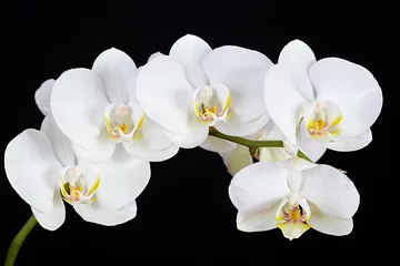 Fotobehang Orchidee De tak van witte orchidee op een zwarte achtergrond
