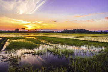 Fototapeta na wymiar Rice fields and sunset background in Thailand
