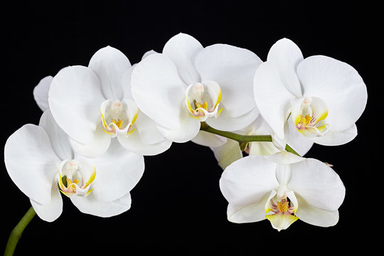 Fototapeta The branch of white orchid on a black background