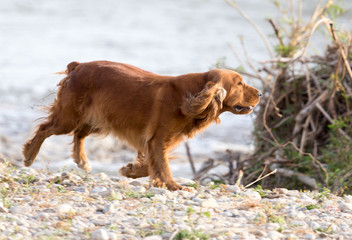 red dog on the nature