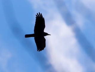 Crow on a background of blue sky through the trees