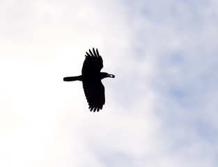 crows on the background of the sky with clouds