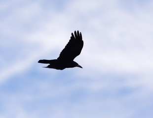 crows on the background of the sky with clouds