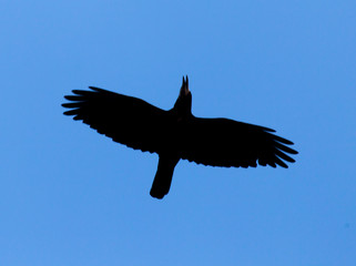 Crow on a background of blue sky