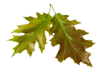 Oak leaves