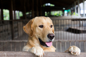 Brown dog stood and wait over the cage