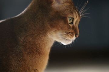 young abyssinian cat standing in living room