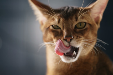 young abyssinian cat licking lips closeup portrait - obrazy, fototapety, plakaty