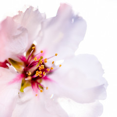 Fototapeta premium cherry flower closeup