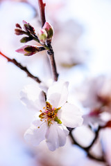 cherry tree in flower