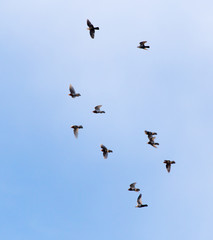 Fototapeta premium a flock of pigeons in the sky