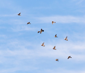 a flock of pigeons in the sky