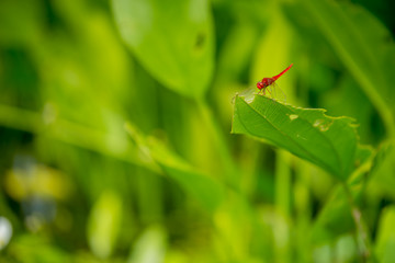 Dragonfly on Leaf