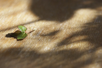 small rose leaf, the sun