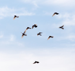 a flock of pigeons in the sky