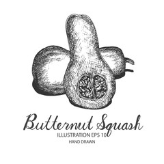 Butternut Squash hand drawn illustration by ink and pen sketch. Isolated vector design for fruit and vegetable products and health care goods.