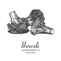 Broccoli hand drawn illustration by ink and pen sketch. Isolated vector design for fruit and vegetable products and health care goods.