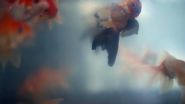 Upside down floating and drowning bizarre orange black goldfish
