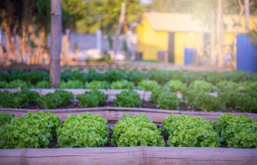 Fototapeta na wymiar Organic vegetable ,fresh green hydroponic in Thailand