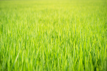 Green rice field at sunrise, abstract background nature.