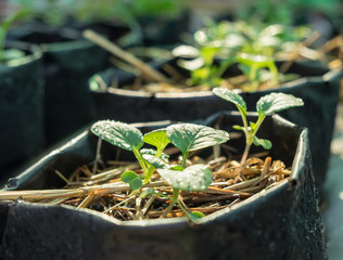 Kitchen garden with young fresh vegetables.