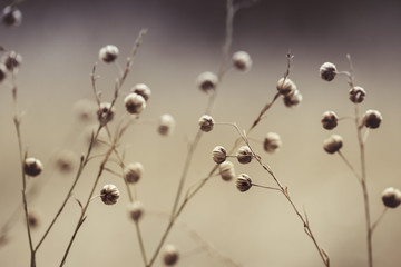 Flower Seed Pods in Summer