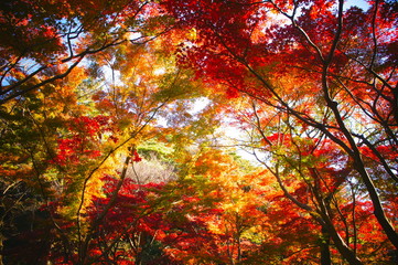 横浜 三渓園の紅葉(Maple tree in Japanese garden)