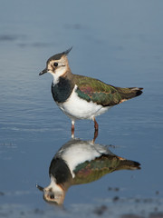 Northern Lapwing (Vanellus vanellus)