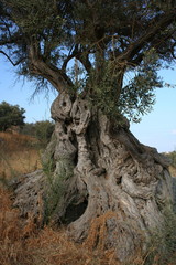 Olivenbaum