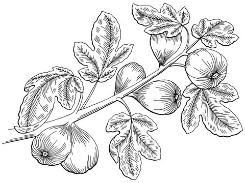 Fig Graphic Tree Black White Isolated Sketch Illustration Vector