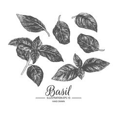 Set of basil. Hand drawn collection by ink and pen sketch. Isolated vector elements can use for fruit and vegetable products and health care goods packaging.
