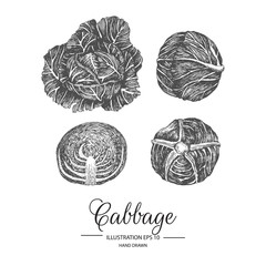 Set of cabbage. Hand drawn collection by ink and pen sketch. Isolated vector elements can use for fruit and vegetable products and health care goods packaging.