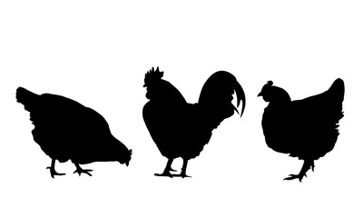 Silhouettes hens and rooster isolated on white background - vector