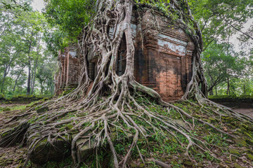 Würgefeige überwuchert Tempel in Angkor, Kambodscha