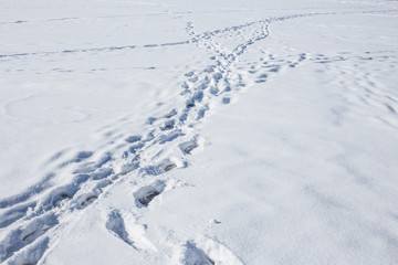 Obraz premium Human footprints on the snow. Winter season.
