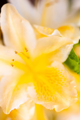 Fototapeta na wymiar Rhododendron yellow flower