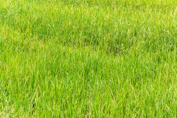 Obraz premium Rice fields green outdoor
