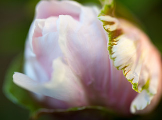 Fototapeta na wymiar Tender bud of the dog rose's pink flower