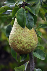 Mature pear on a tree branch