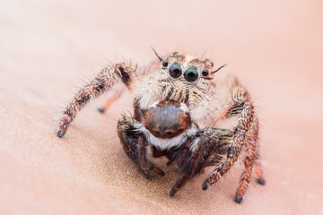 Super macro female Hyllus diardi or Jumping spider with prey