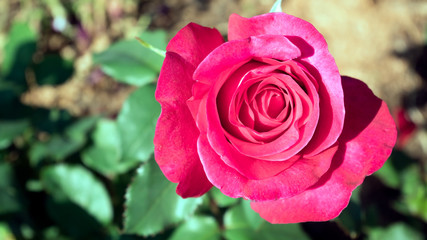Closeup beautiful pink rose blooming in a garden.