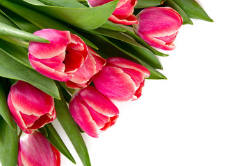 pink tulips on white background