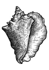 Queen conch illustration, drawing, engraving, ink, realistic