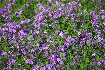 Obraz premium Blooming pink phloxes (Phlox subulata)