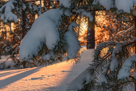 Fototapeta forest pine snow sunset winter